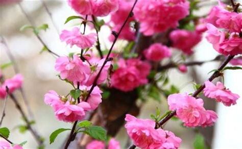桃花 風水